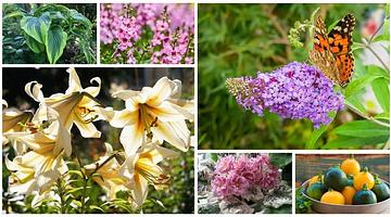 Почему запрос «растение» стал трендом в России: анализ поискового поведения