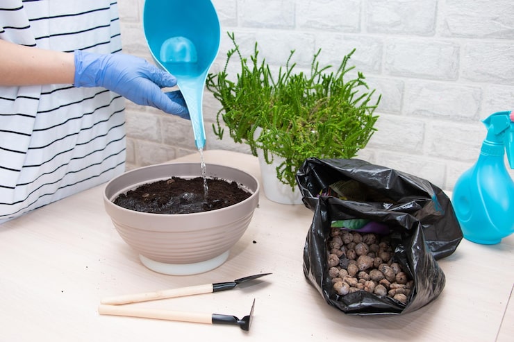 Домашние удобрения: как бытовой мусор превратить в урожайную прибыль