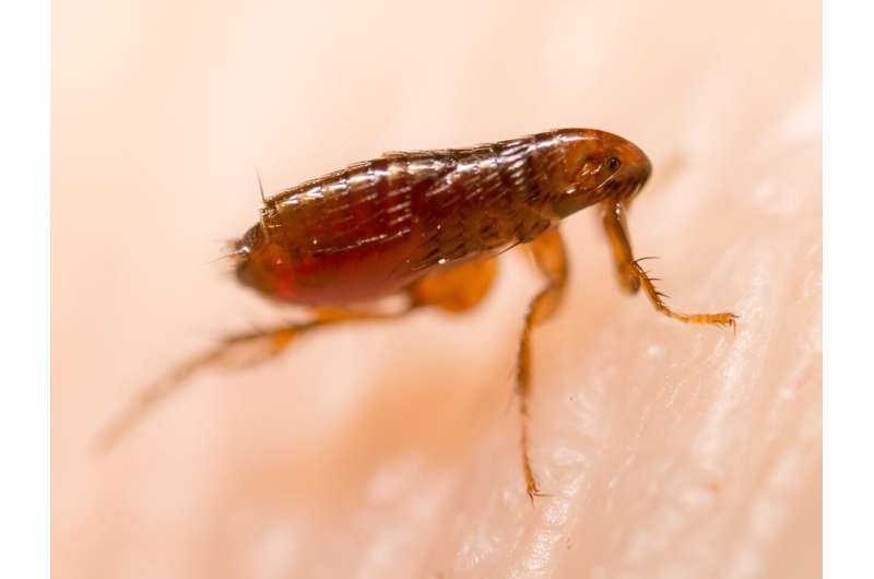 Los Angeles Faces Record Flea‑Borne Typhus Surge: A Health System on the Edge