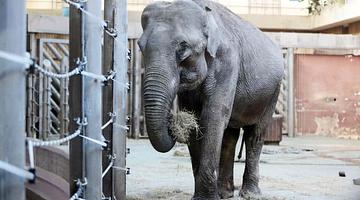 Российские зоопарки: от бесплатных билетов до биотехнологических прорывов