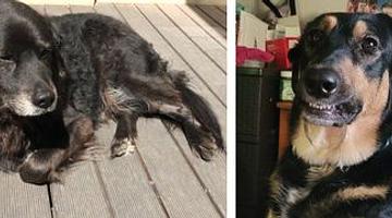 Rescue Tales on The Dodo: A Financial Pulse in America’s Animal Welfare Boom