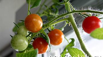 Томаты в России: от рекламных ловушек к практическим советам