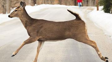 Тройной удар по аптеке: почему «Клопс» превратил перекрёсток в Гурьевске символом системного кризиса