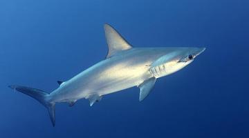 Сельдевой эпидемии на Дальнем Востоке: от «песних шоу» до вопросов безопасности питания