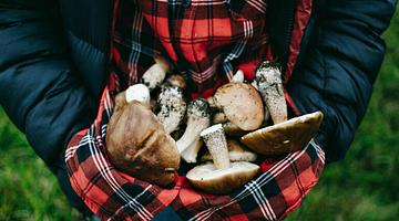 Весенний грибной сезон в России: первые находки и новые правила