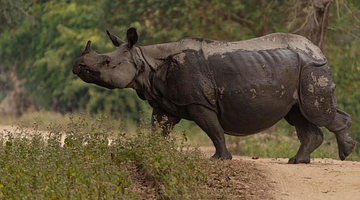 Wildlife on the Brink: How Recent Animal Incidents Reveal an Unsettling U.S. Trend