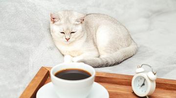 Кошки‑будильники, облизыватели и предвестники: что последние недели рассказали нам о наших питомцах