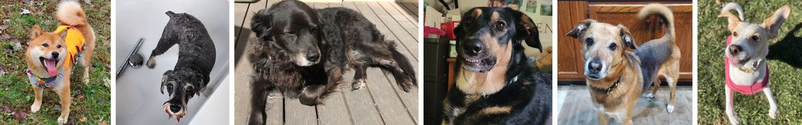 Rescue Tales on The Dodo: A Financial Pulse in America’s Animal Welfare Boom