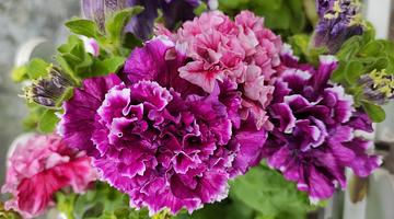 Петунии уходят в тень: новые тенденции садового озеленения в России