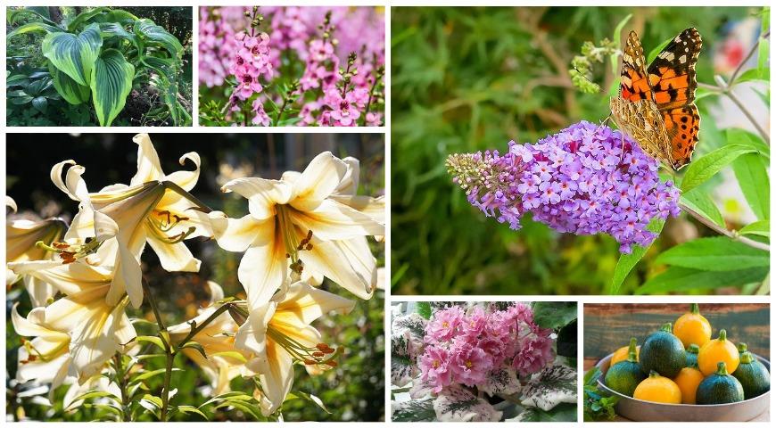 Почему запрос «растение» стал трендом в России: анализ поискового поведения