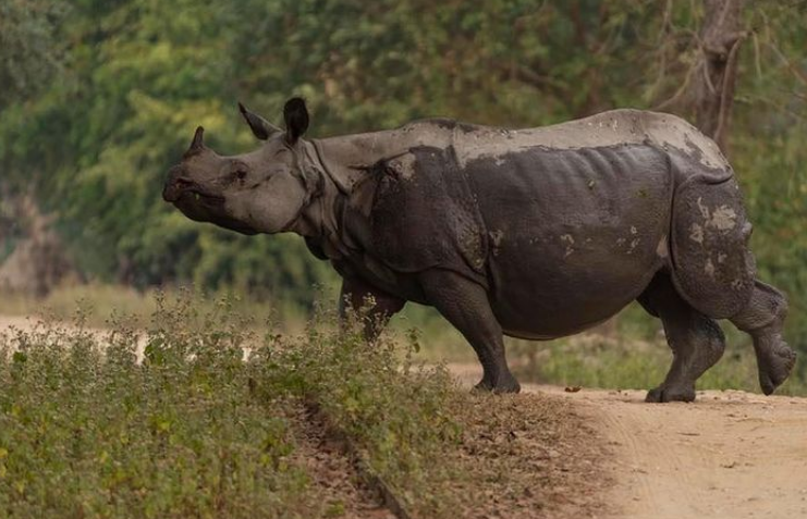 Wildlife on the Brink: How Recent Animal Incidents Reveal an Unsettling U.S. Trend