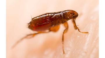 Los Angeles Faces Record Flea‑Borne Typhus Surge: A Health System on the Edge