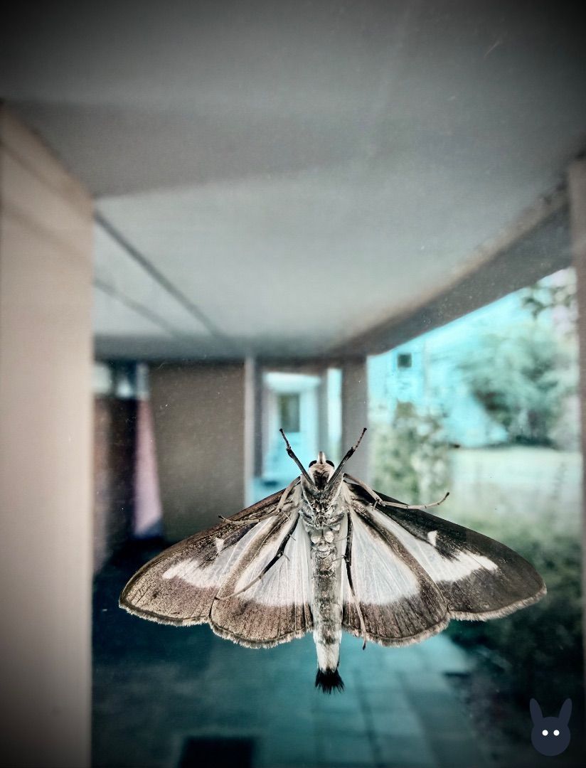 46805278-C141-470C-8732-1CA2BBE9A705_1_201_a