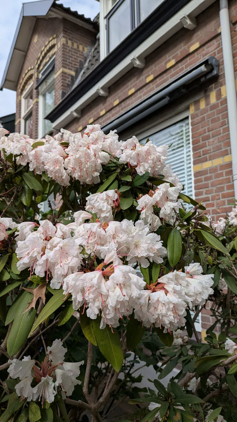 First run after Rotterdam 26