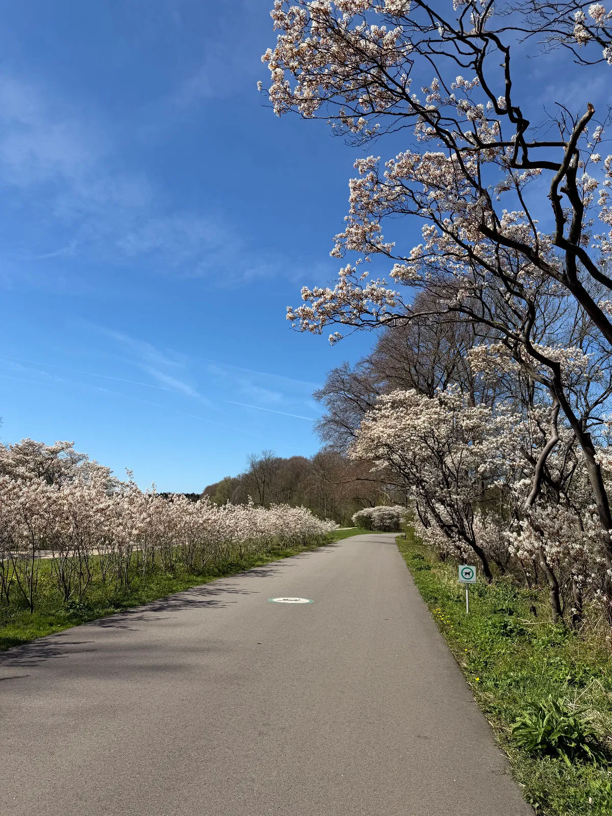 Morning Run