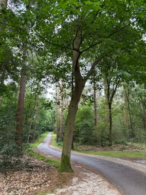 Forest ride (recovery)