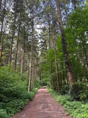 Morning Run