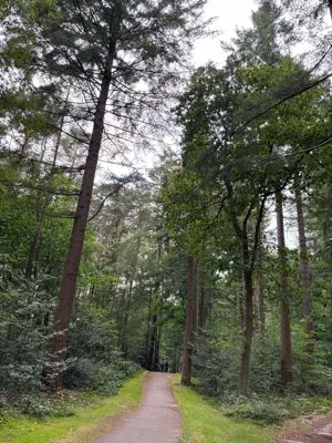 Forest ride (recovery)