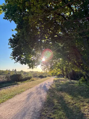 Recovery Run