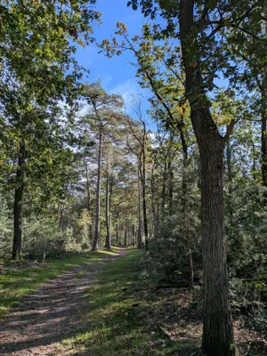 Recovery run