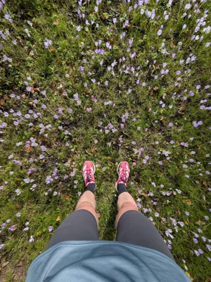 Recovery 6km