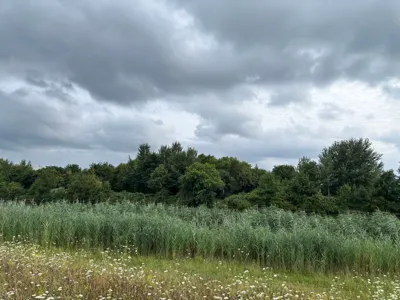 Forest ride (recovery)