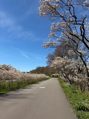Morning Run