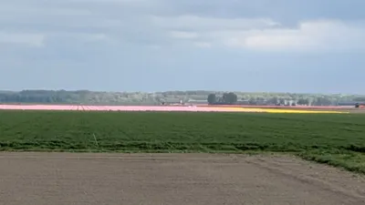 Tulip 🌷🌷🌷 fields