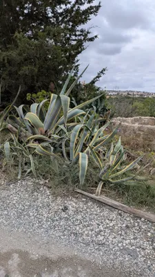 Recovery Run