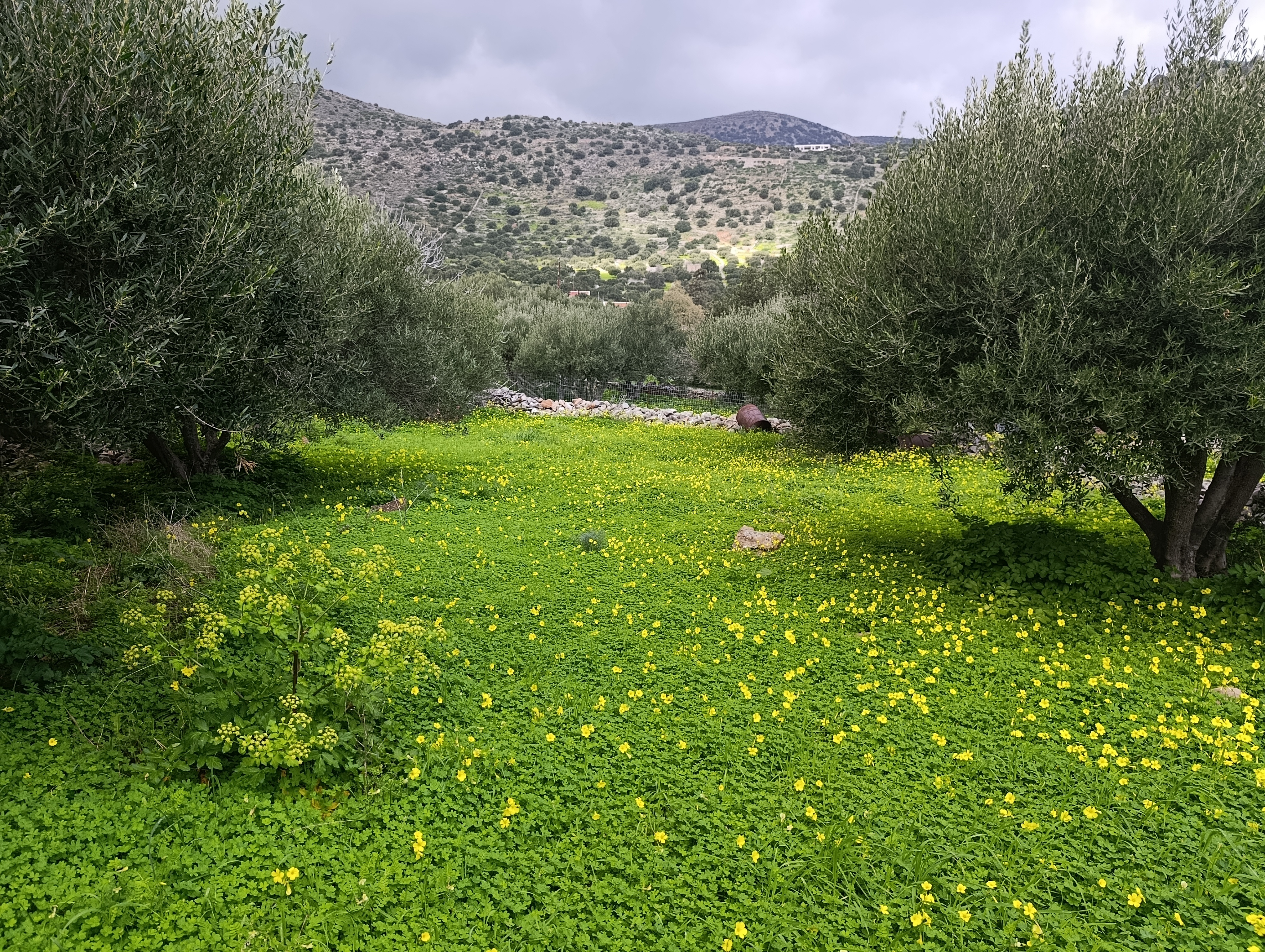  Plot For Sale