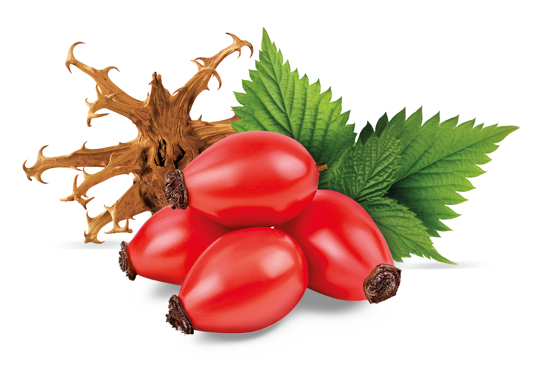 Hagebutte, Teufelskralle, Brennnessel als Pflanzenstoffe in Rosaxan