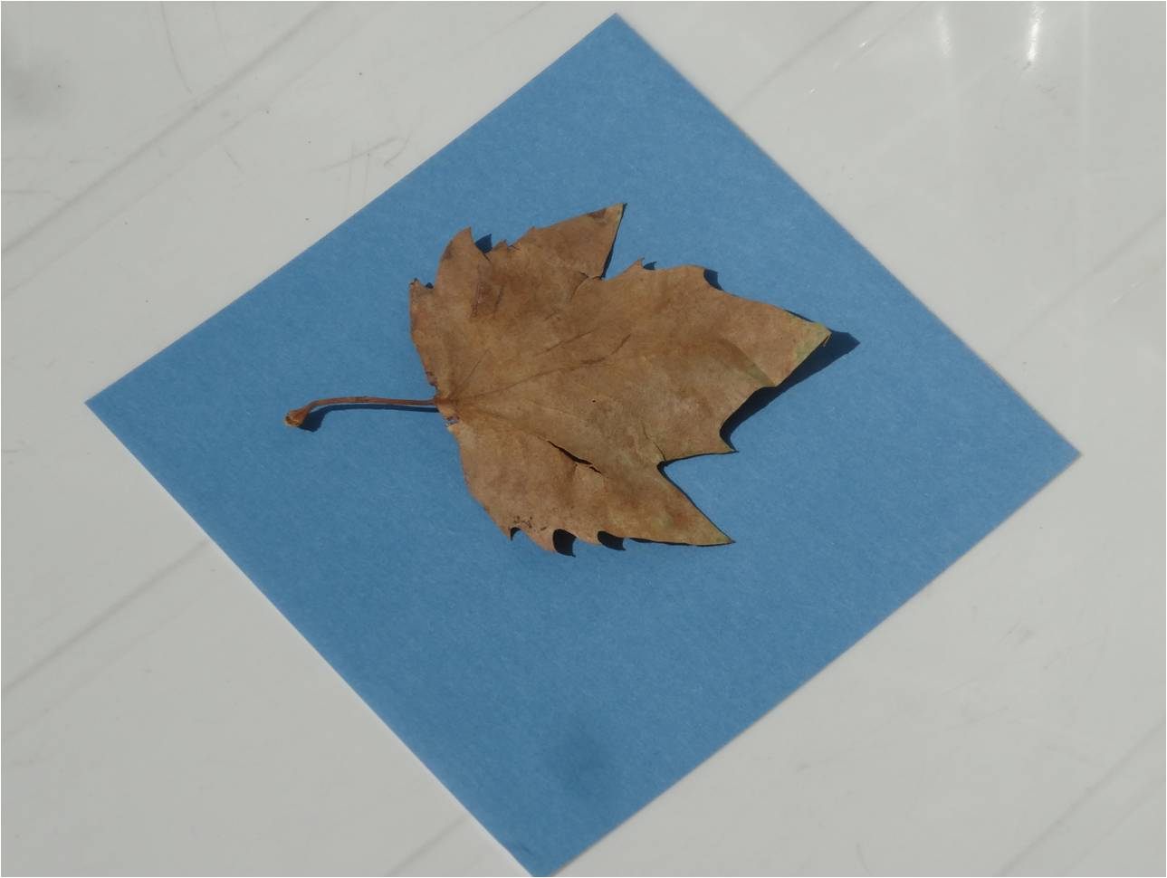 impression solaire sunprint