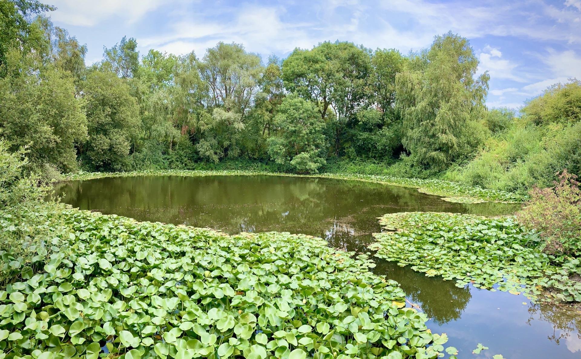 This image shows a tranquil pond surrounded by lush greenery. The pond has a surface partially covered by vibrant green water lilies. The surrounding area is dense with various types of trees and bushes, contributing to a secluded and natural setting. The sky appears partly cloudy, suggesting a serene day, ideal for a quiet nature outing. The overall scene encapsulates a peaceful aquatic environment, rich in plant life and natural beauty.