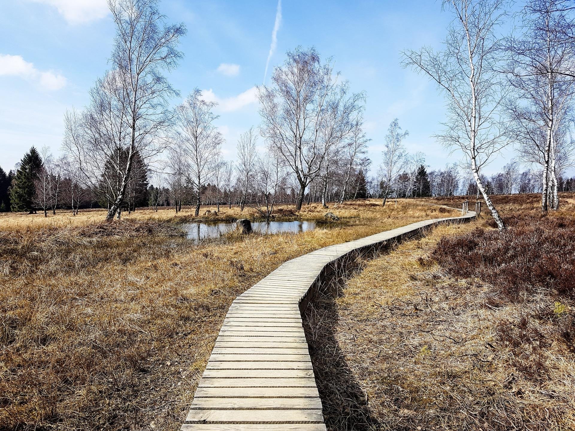 This image features a peaceful landscape of a wetland area during what appears to be early spring. A narrow wooden boardwalk weaves through the scene, facilitating a walking path across the marshy ground and around a small pond. Sparse birch trees with early spring foliage dot the landscape, and the grasses and plants on the ground are still in their brown winter tones. The sky is mostly clear with minimal cloud cover, adding to the serenity of the setting. This kind of area is typical for nature reserves or parks designed for ecological preservation and public enjoyment.