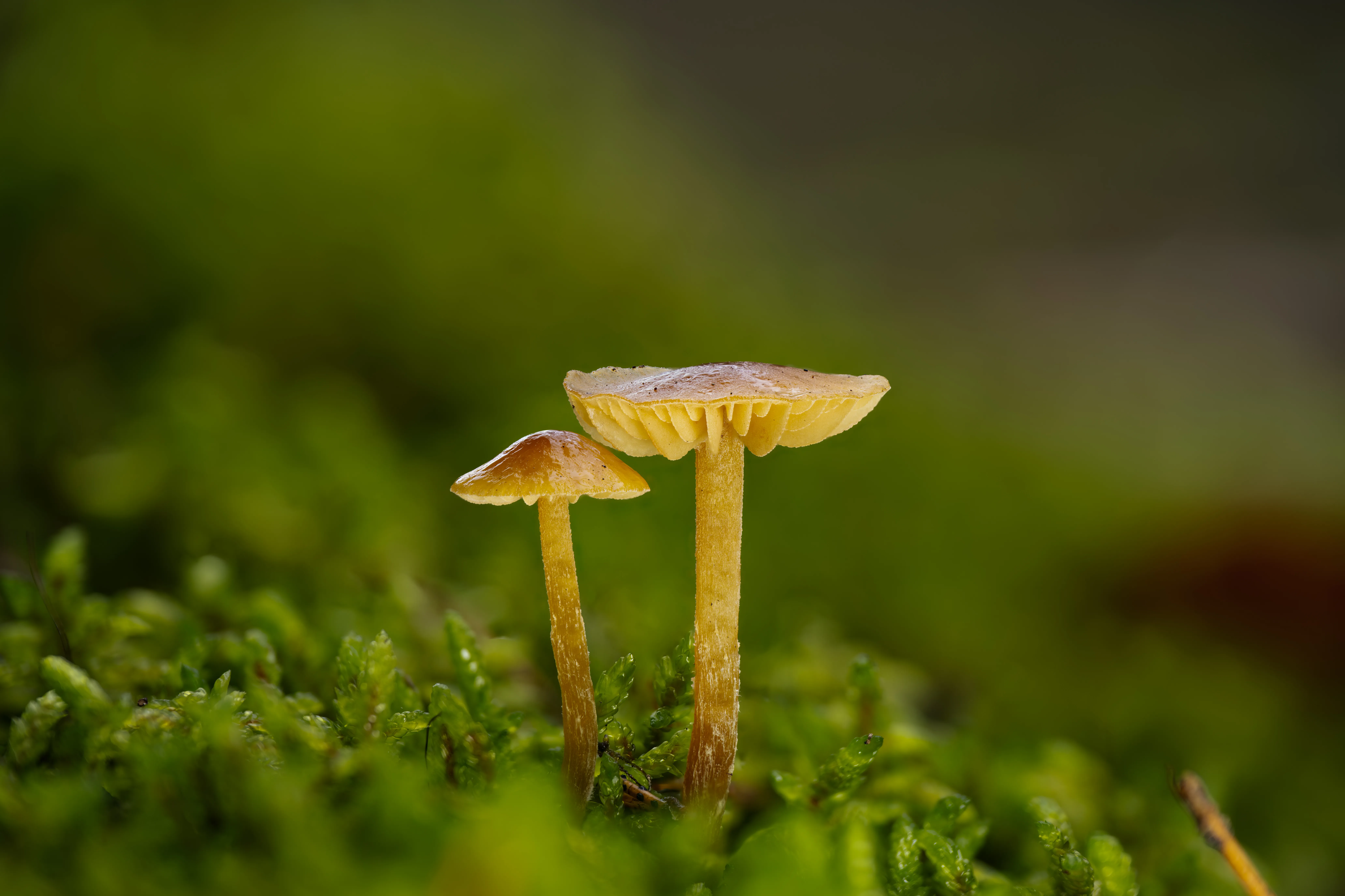 Mushroom Couple