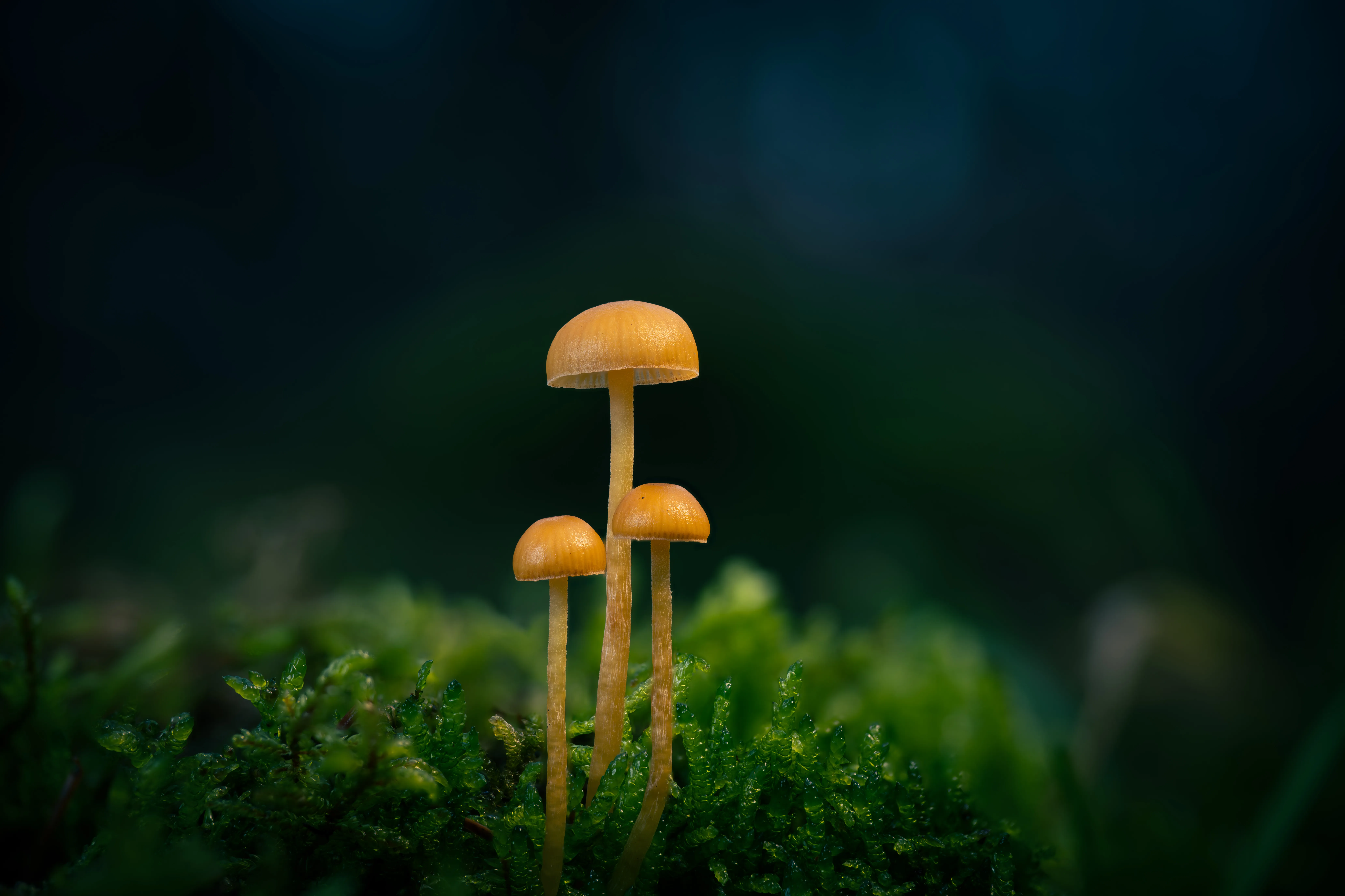 Mushroom Family