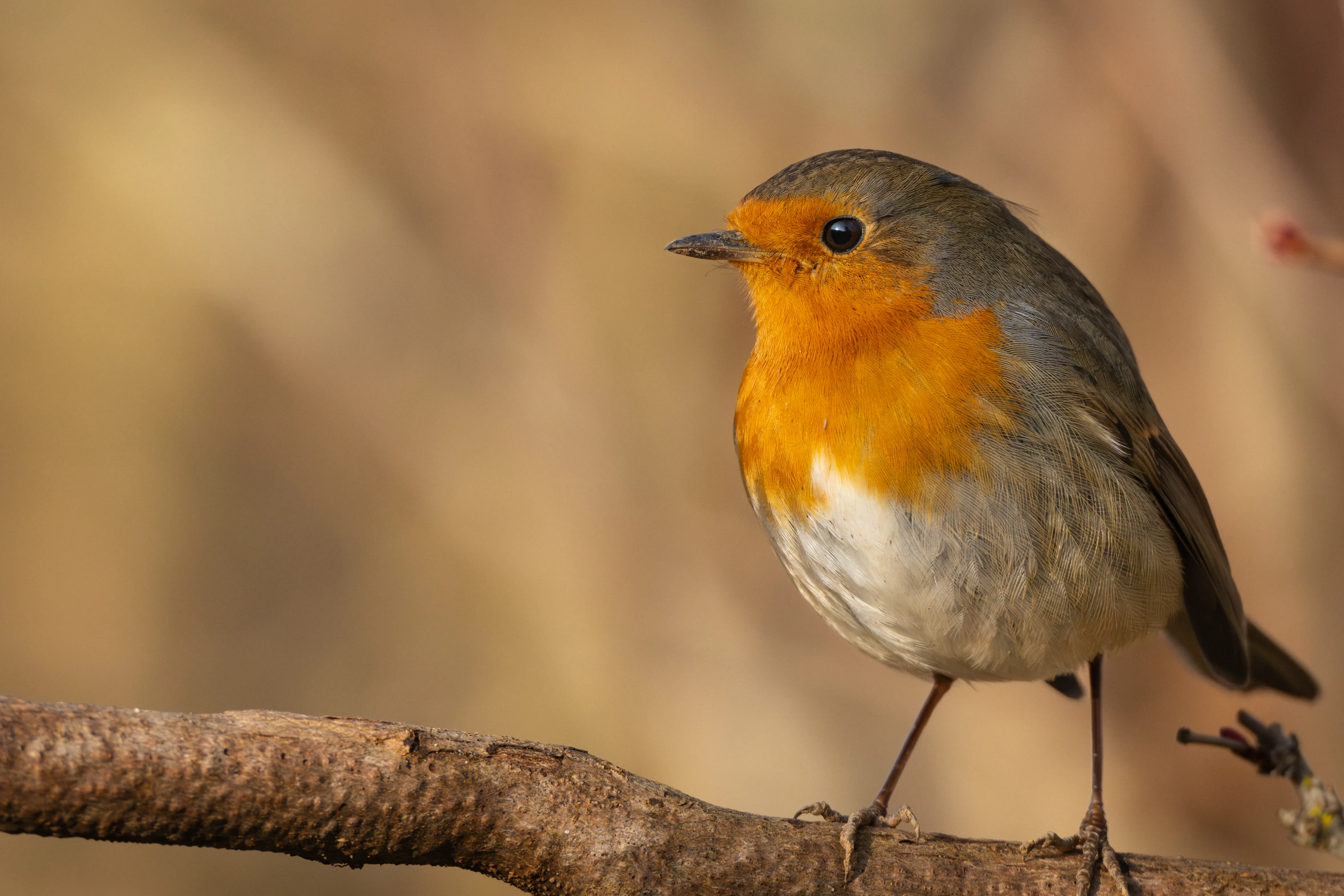 European Robin #5