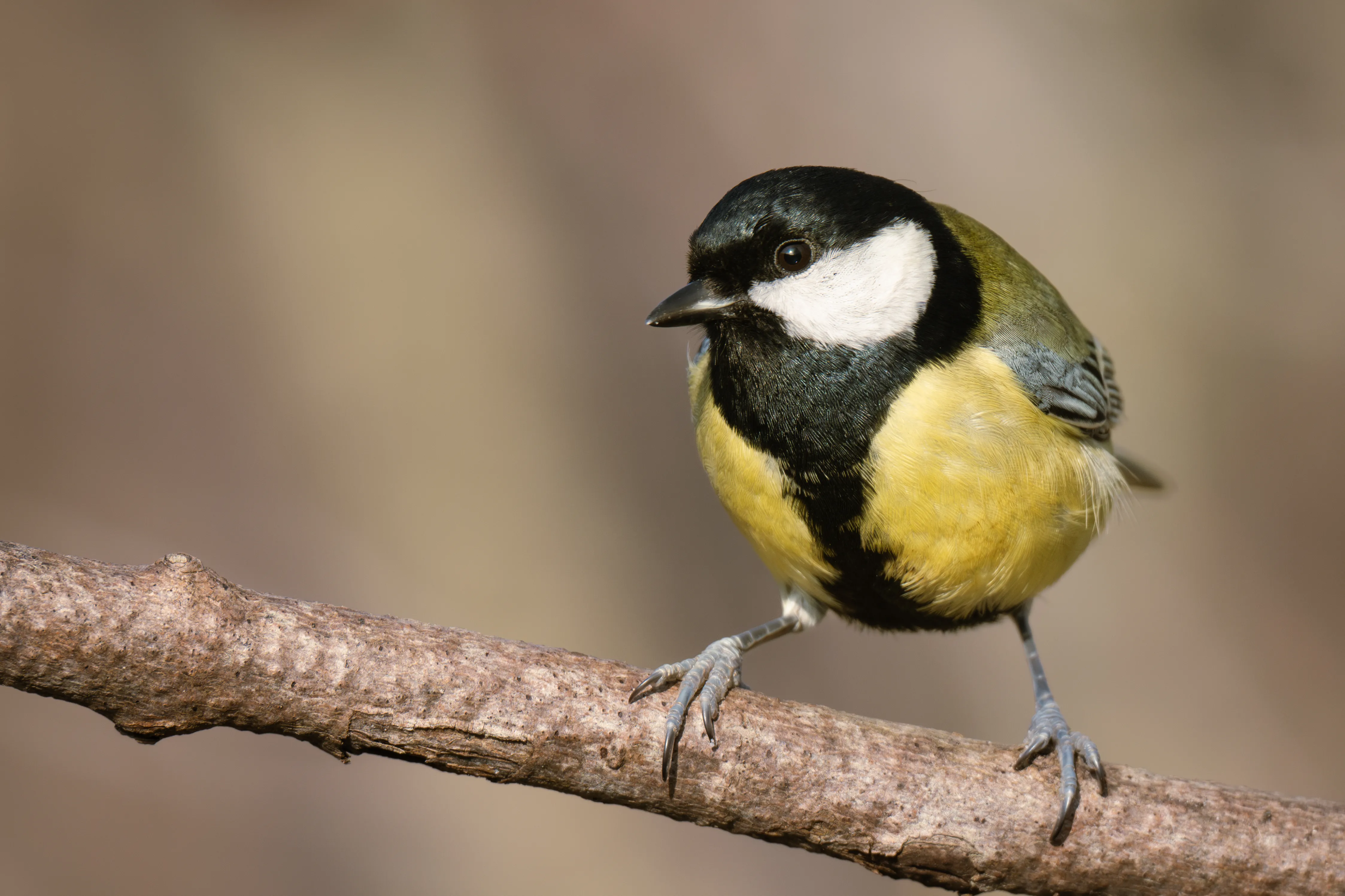 Great Tit #4