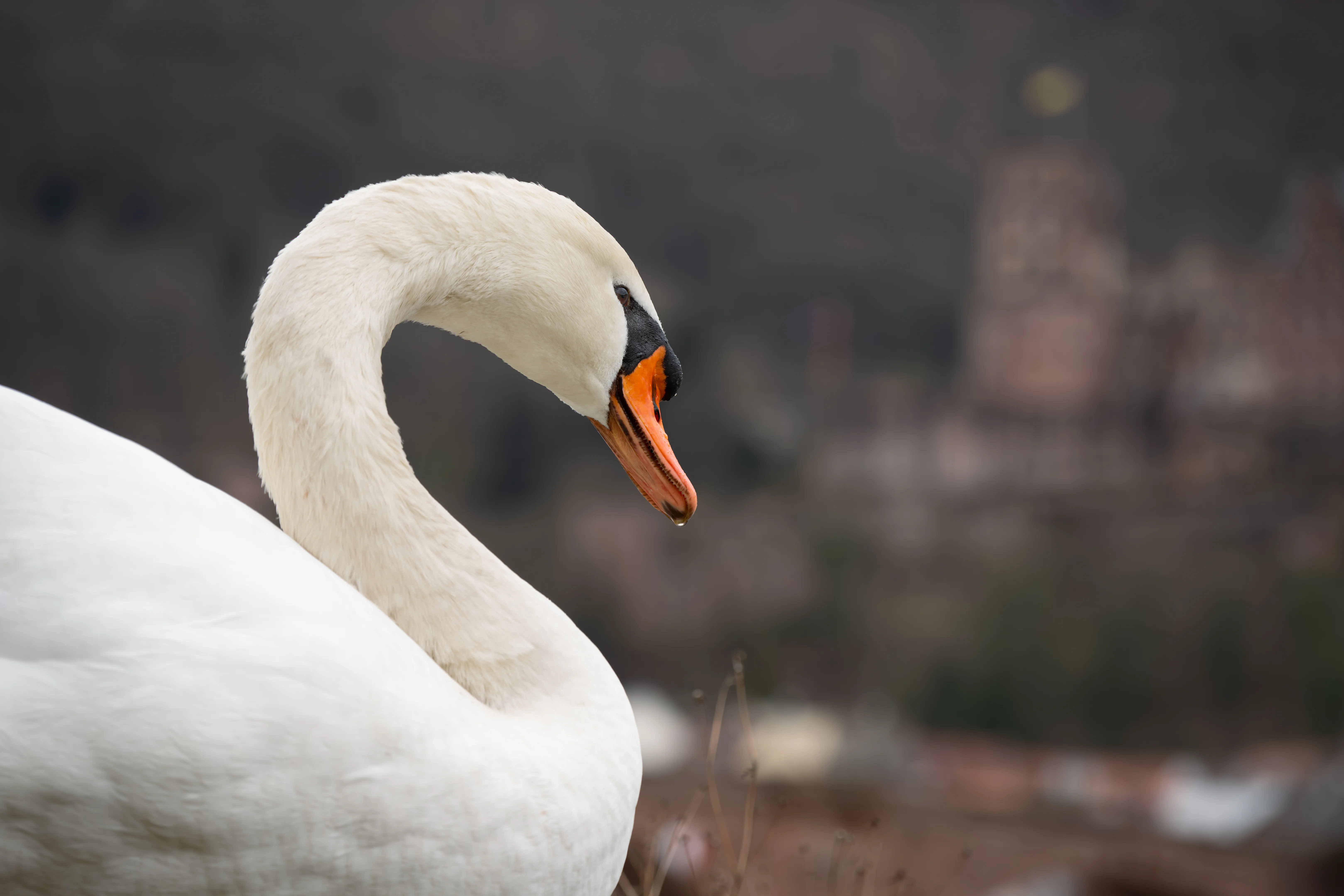 Swan in front of Heidelberg Castle