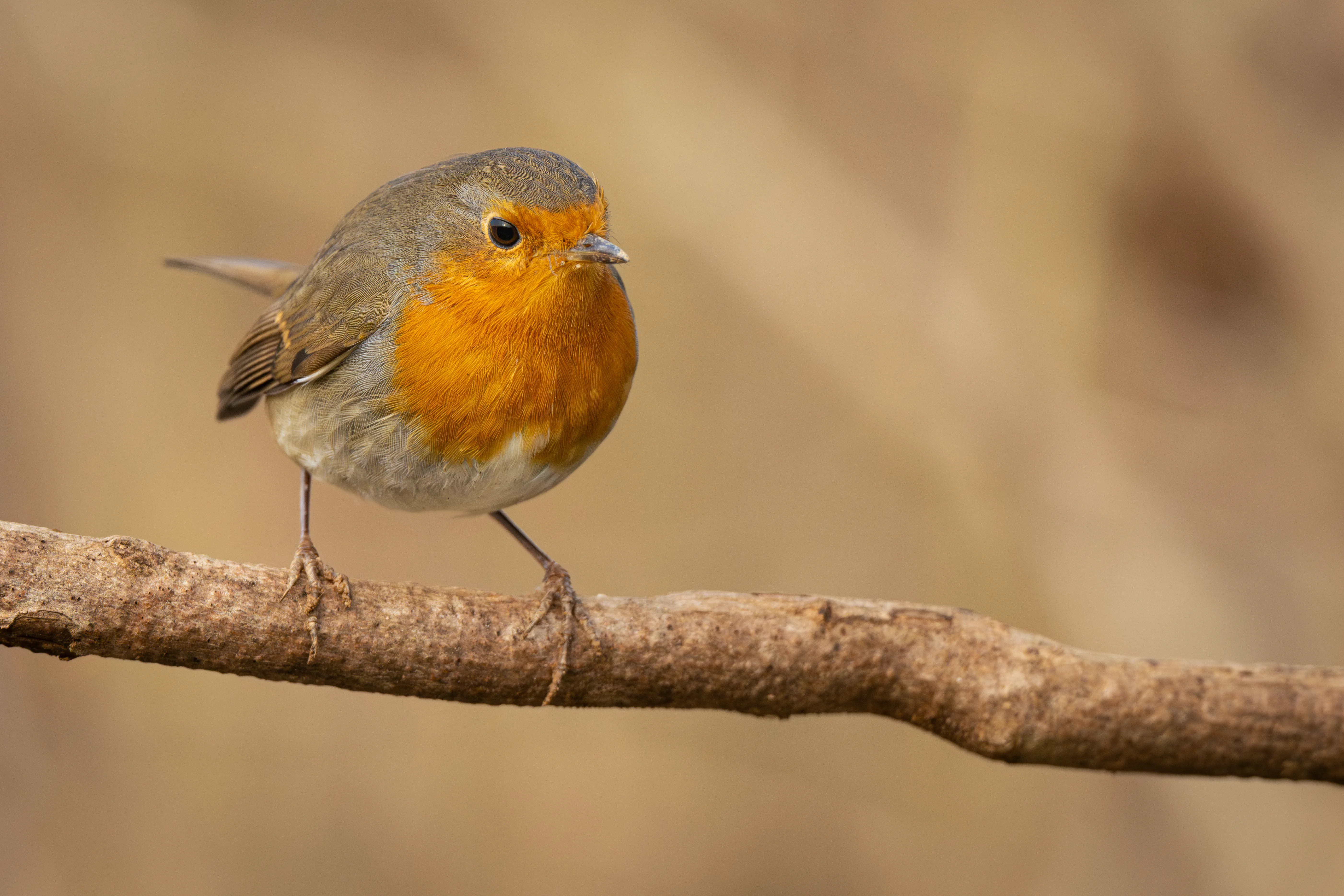 European Robin #6