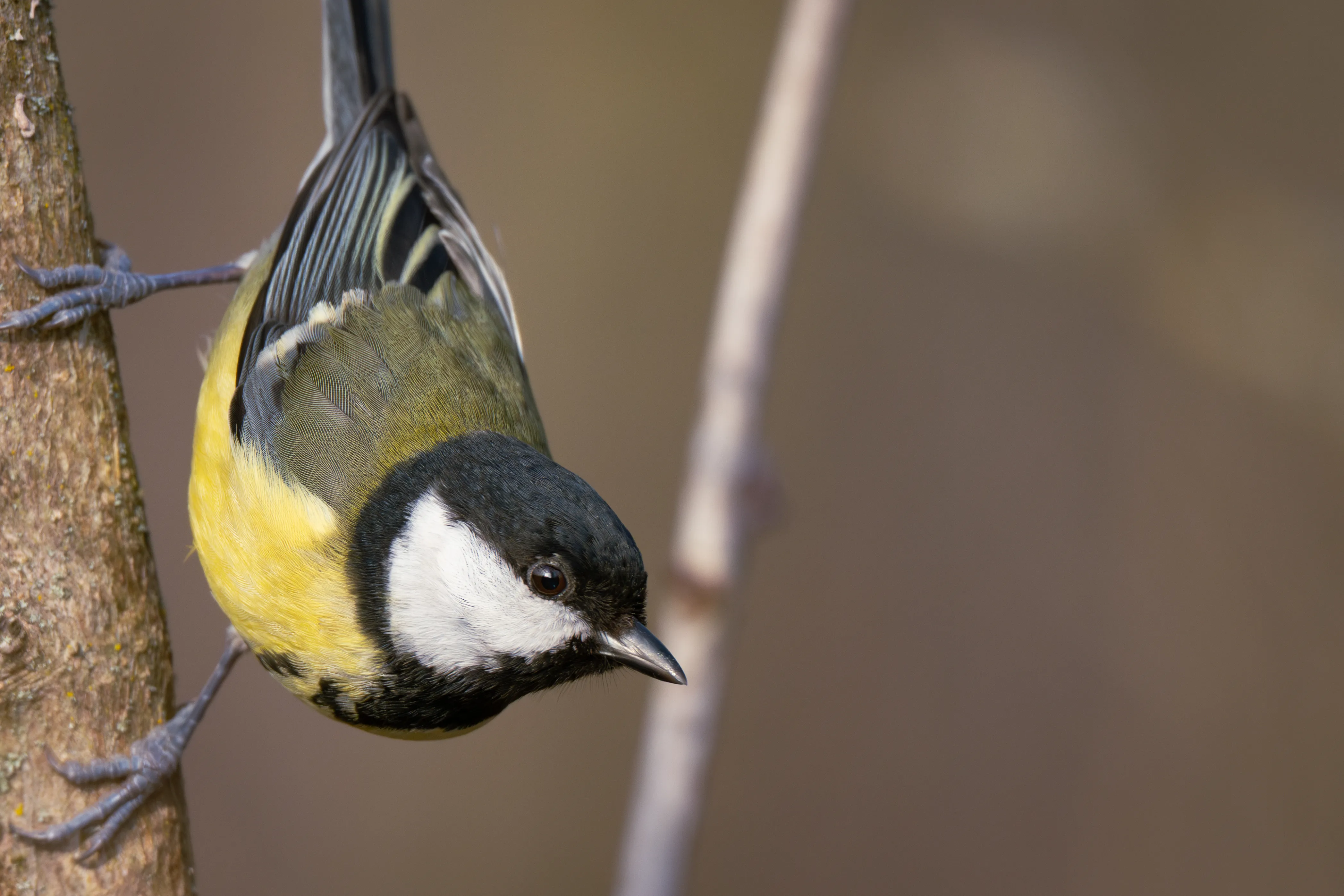Great Tit #5