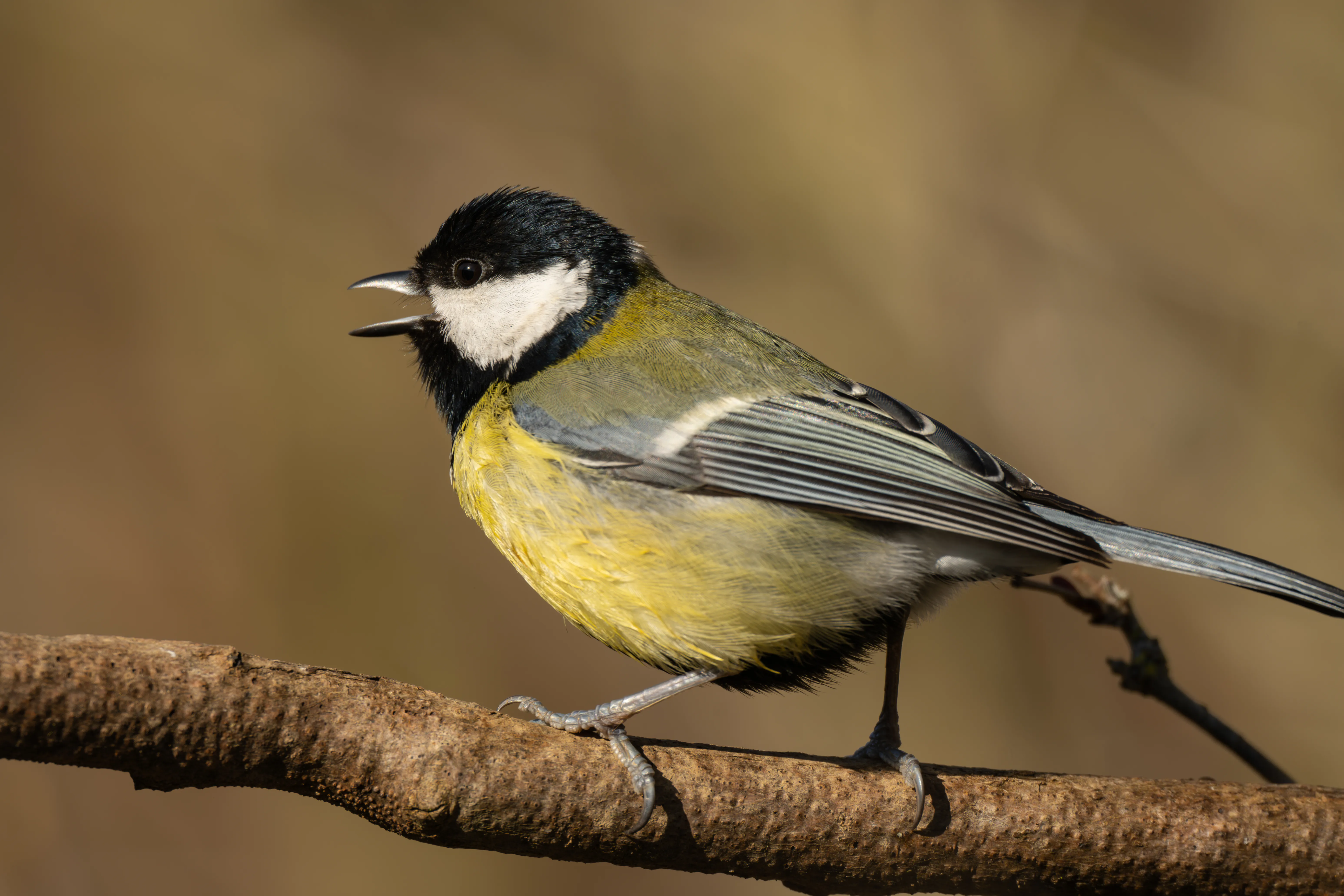 Great Tit #6