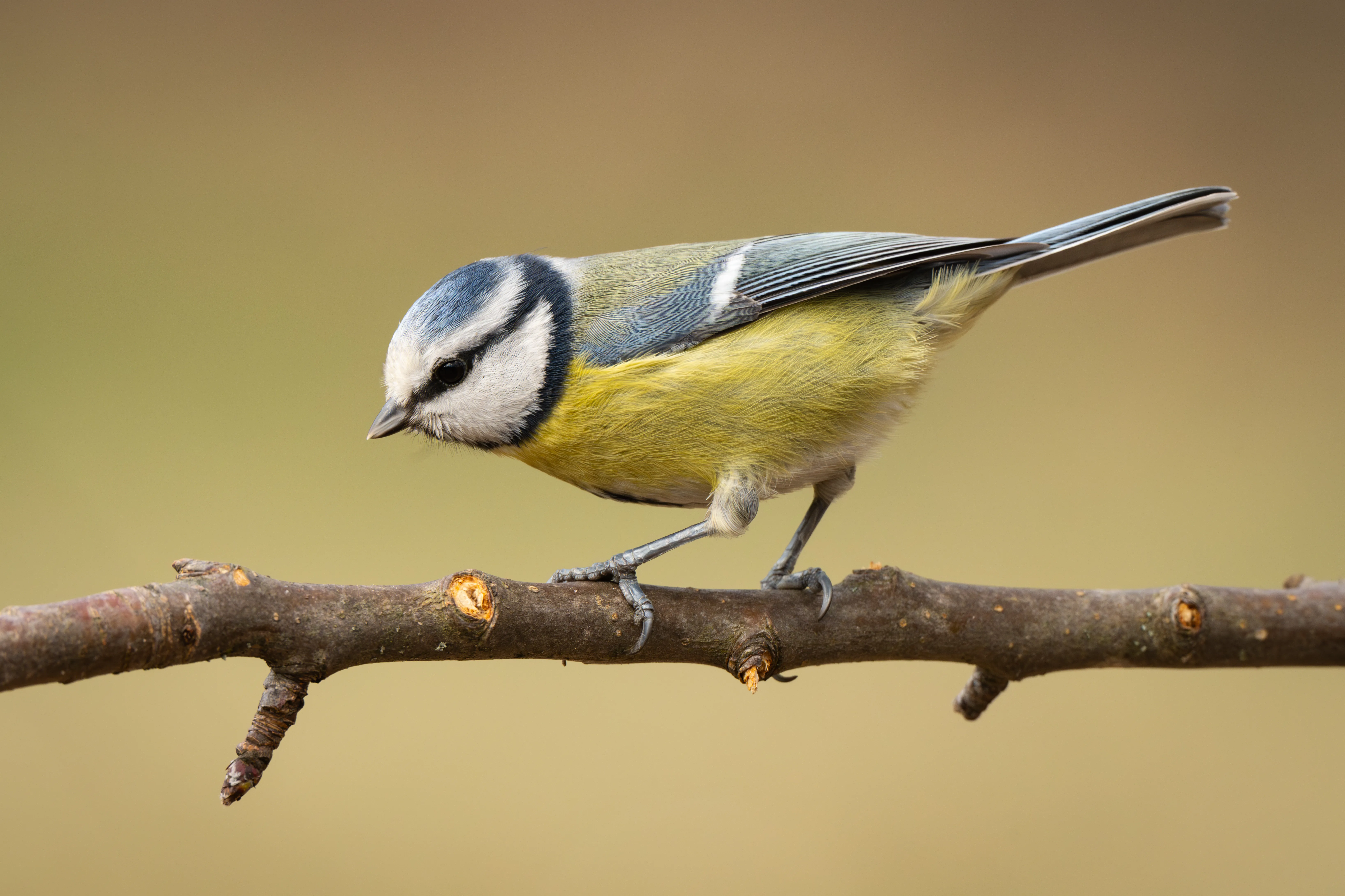 Blue Tit #3