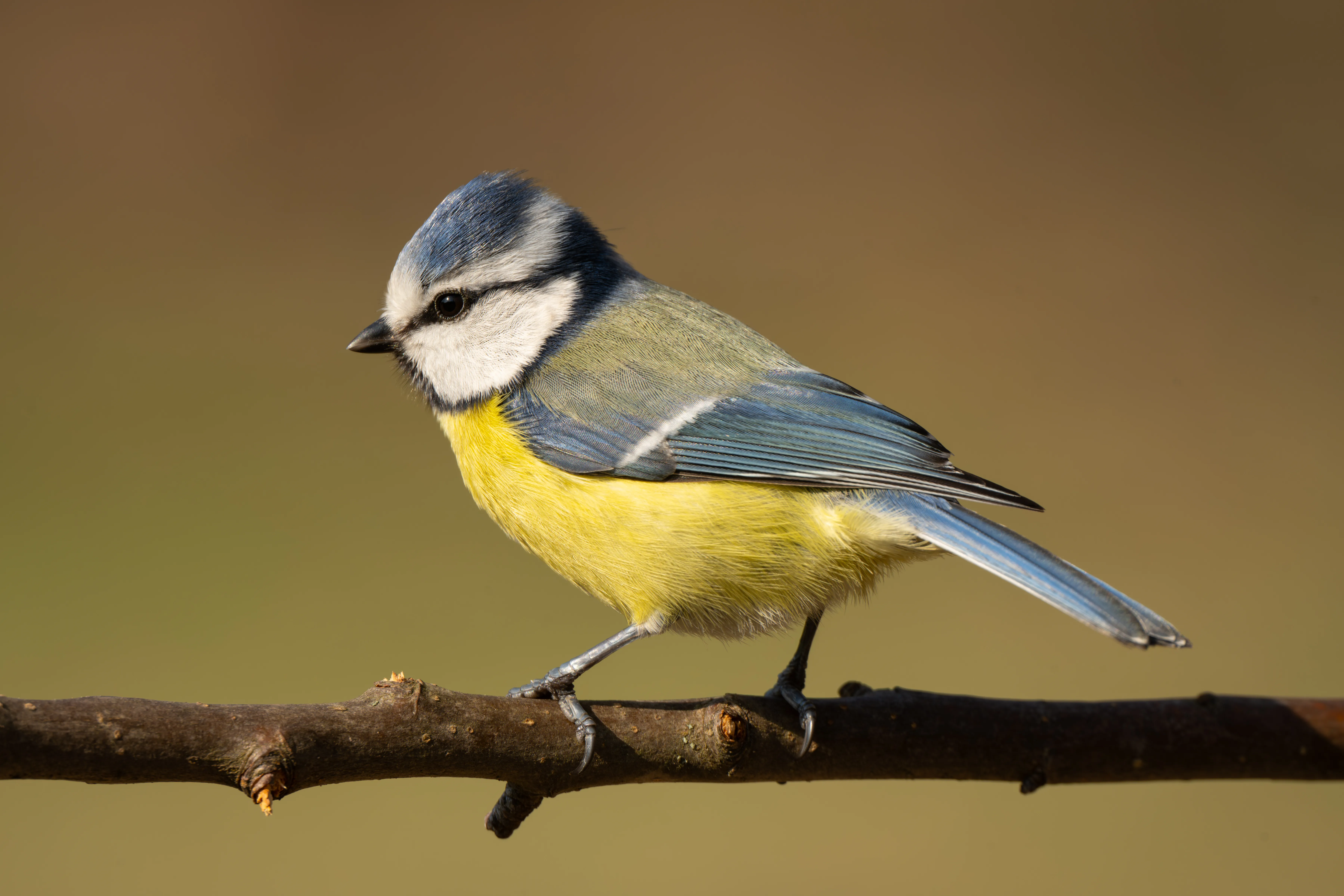 Blue Tit #4