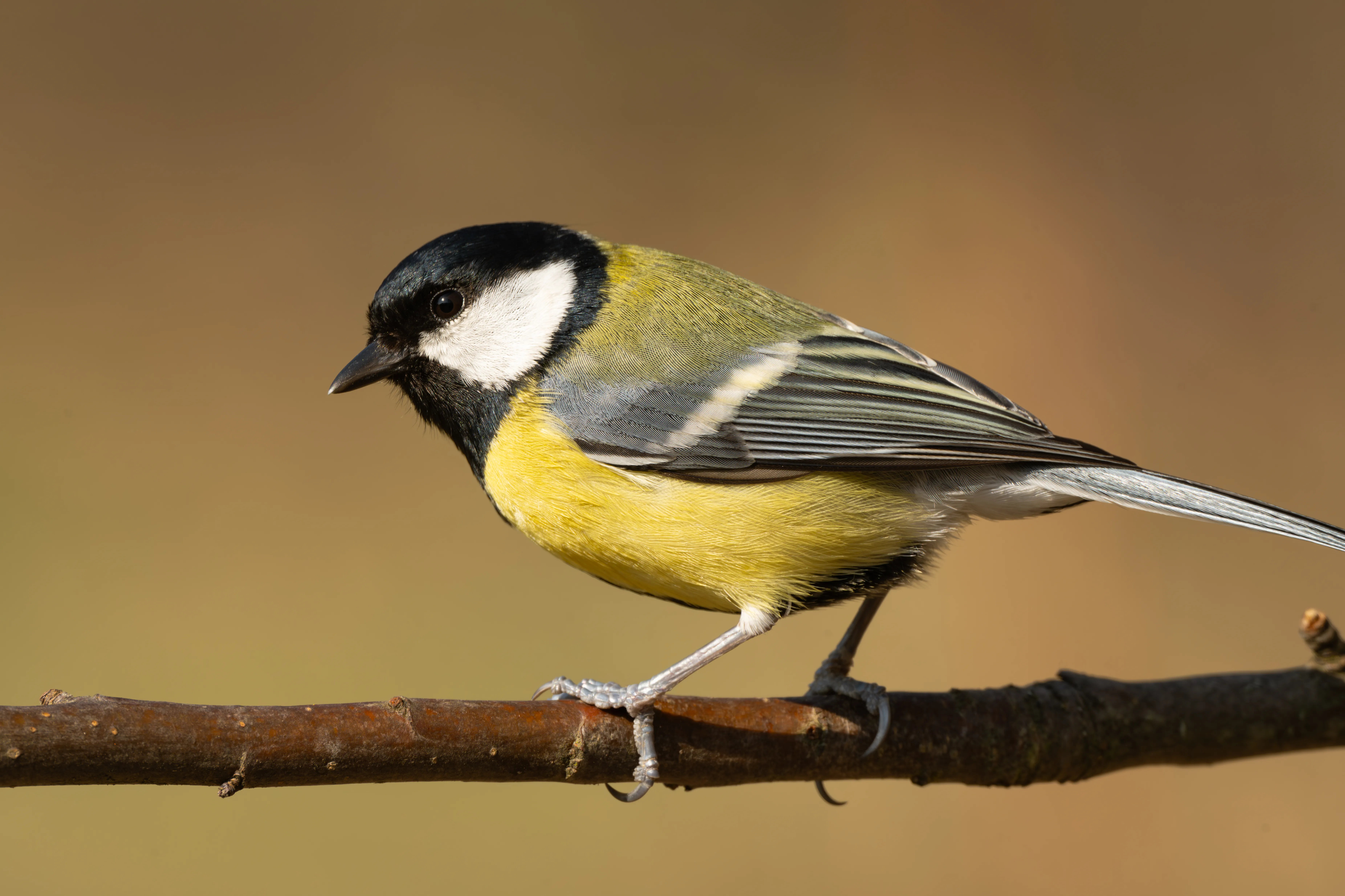 Great Tit #7