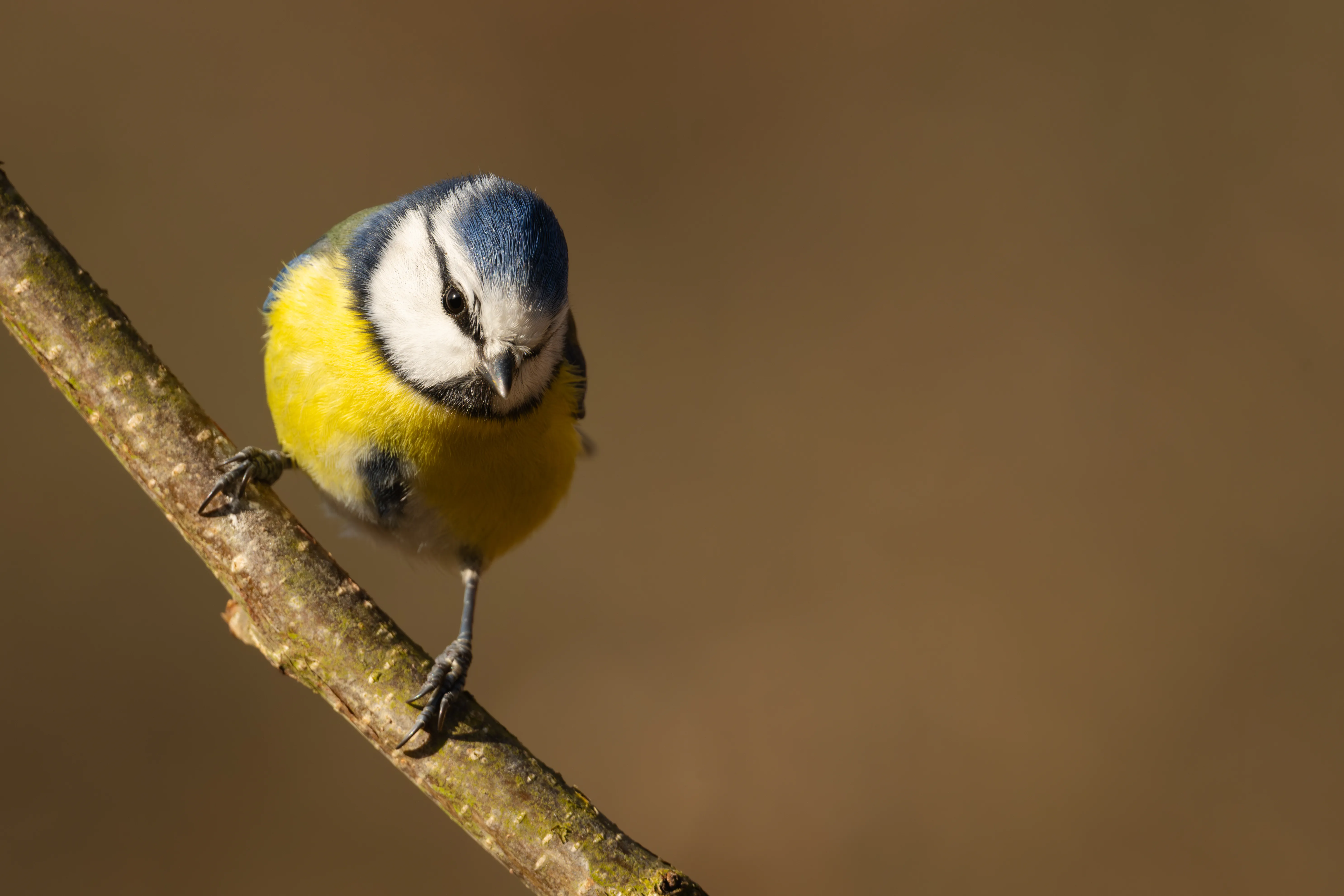 Blue Tit #5