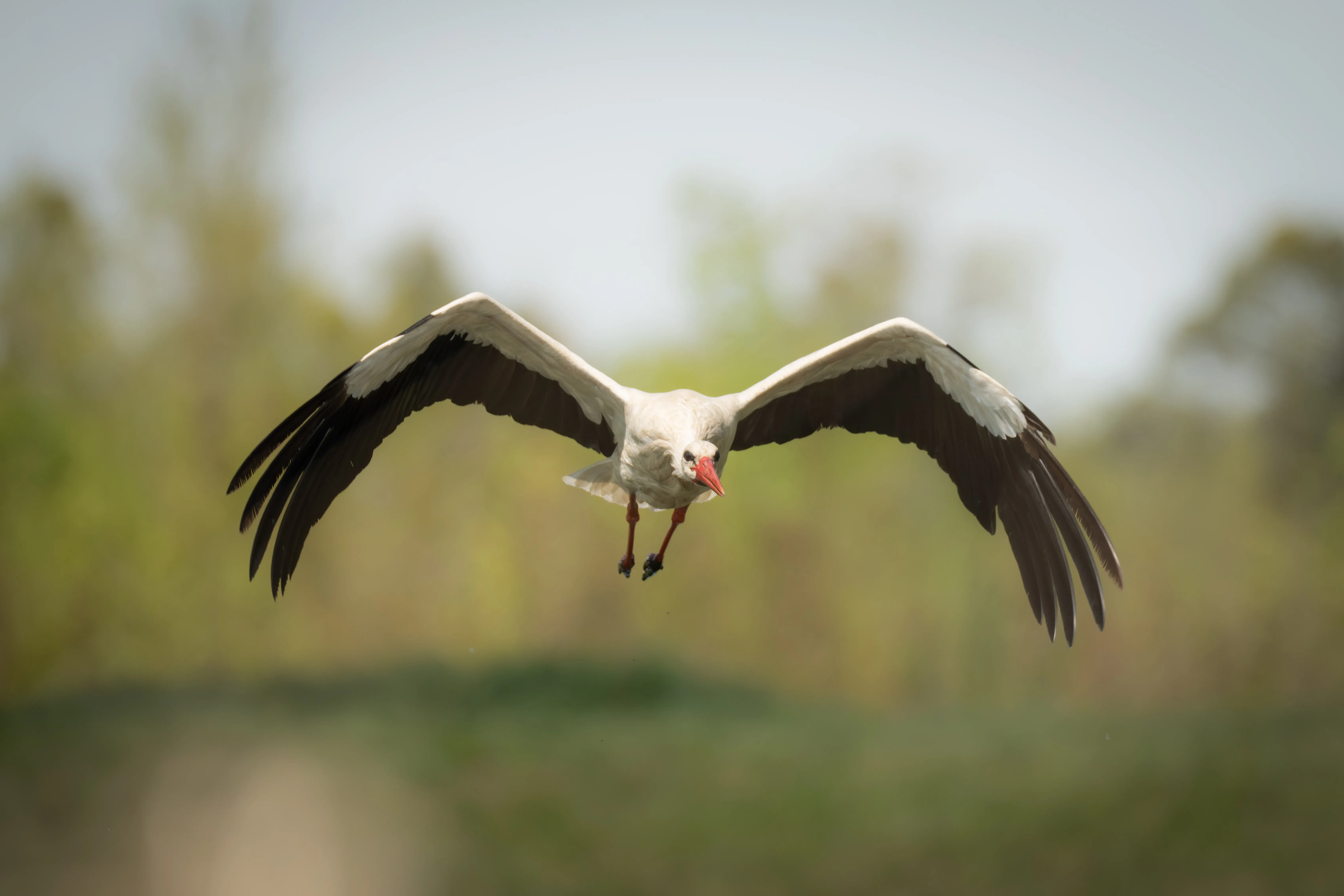 White Stork #1