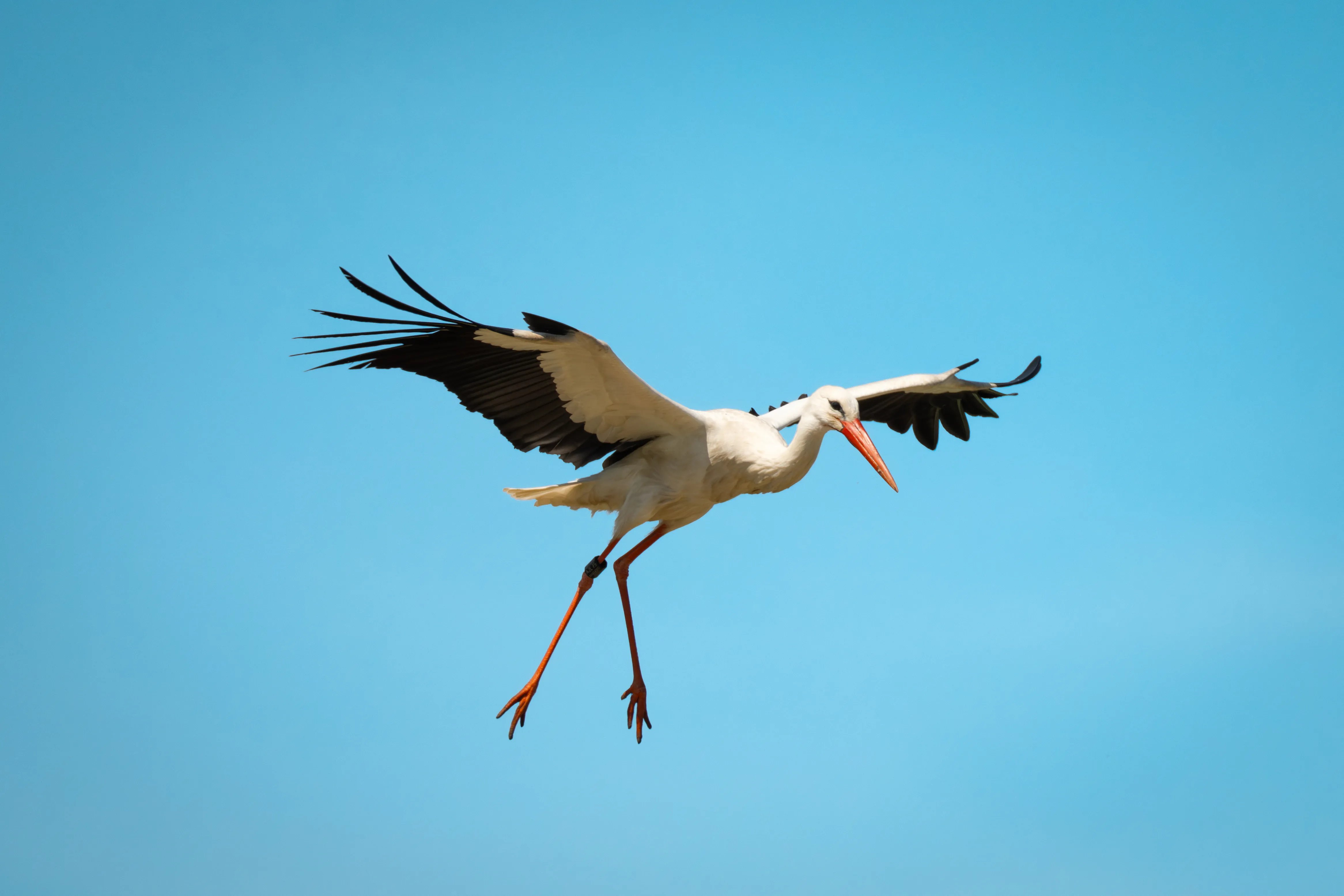 White Stork #2