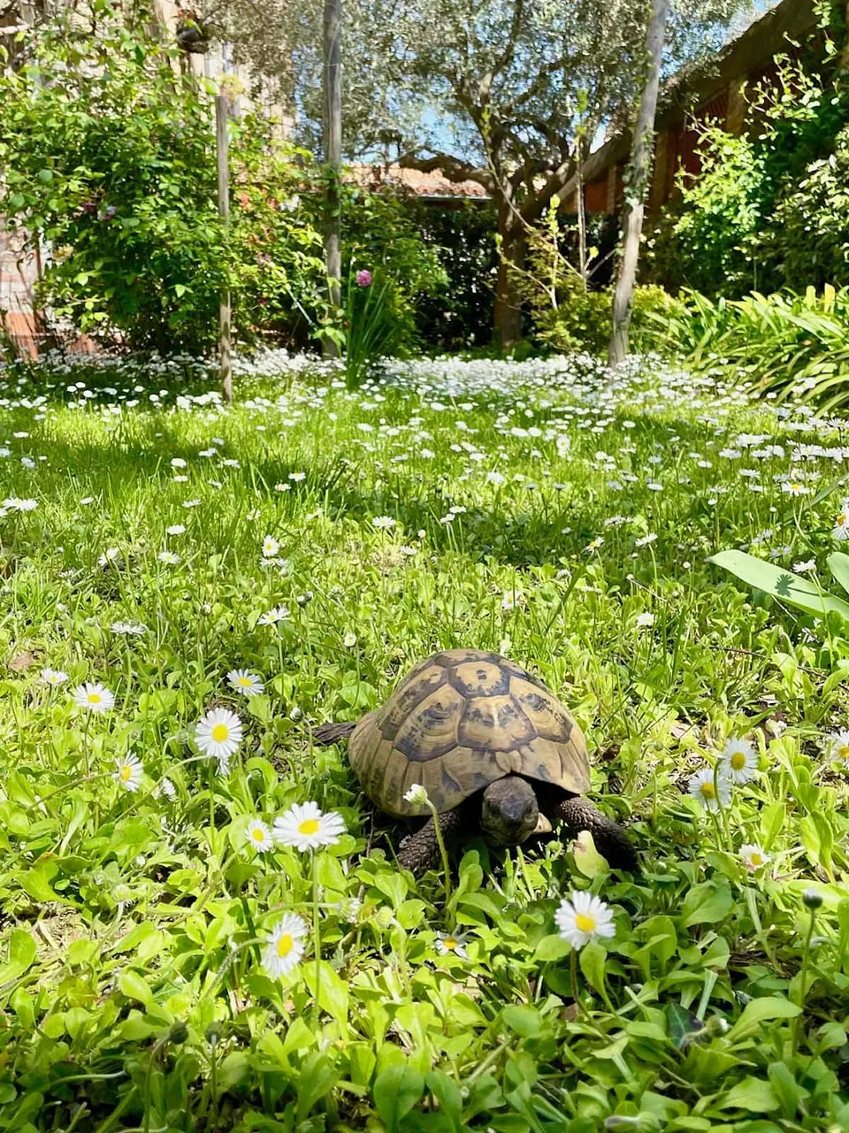 Un jardin à Venise — photo 17