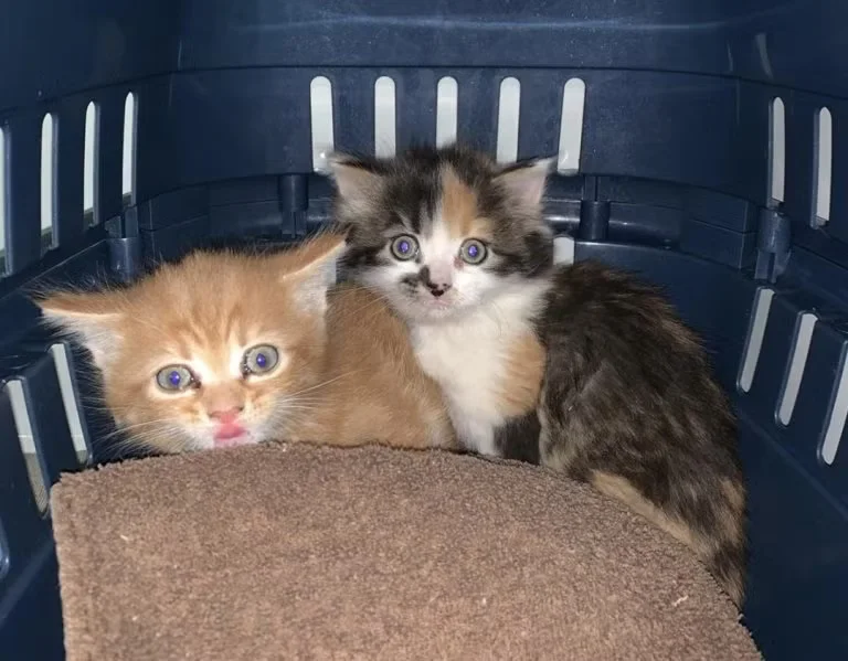 Fundtiere - 2 weibliche kleine Katzen (rot-weiß und rot-weiß-schwarz)